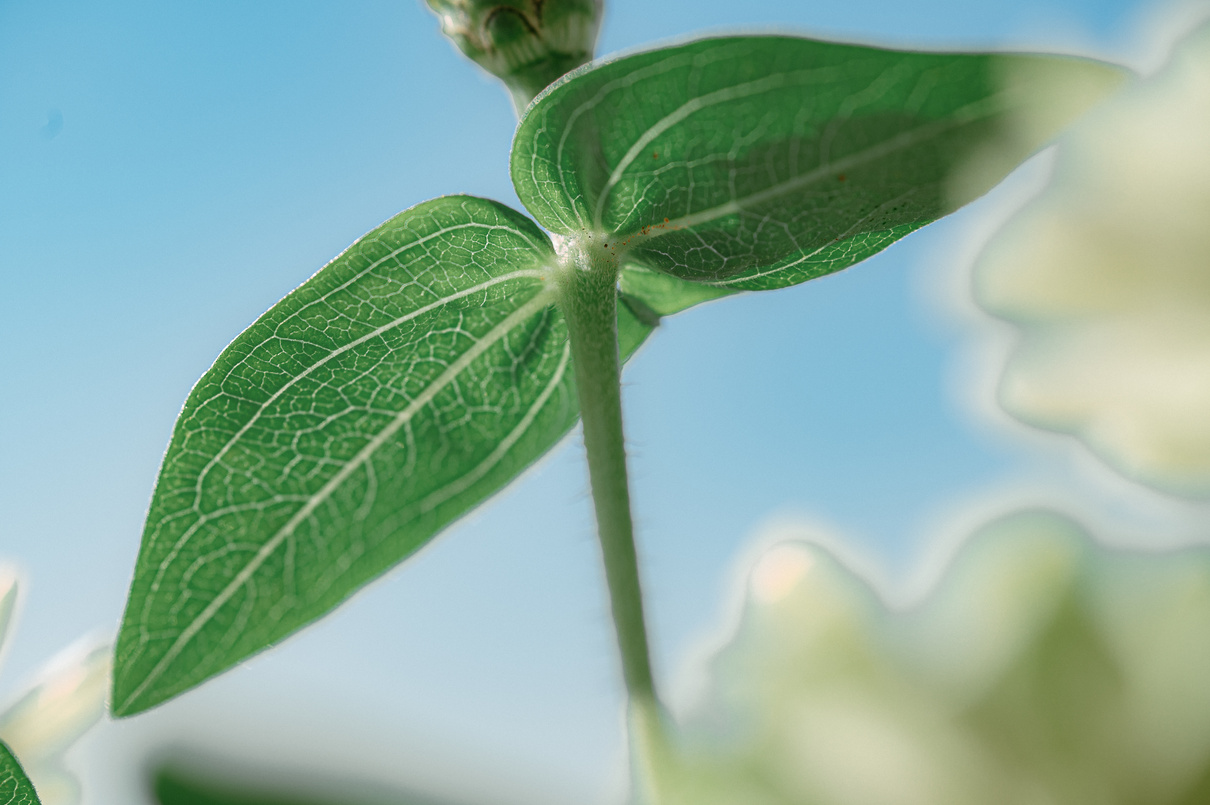 Growing Plant Stem Closeup 