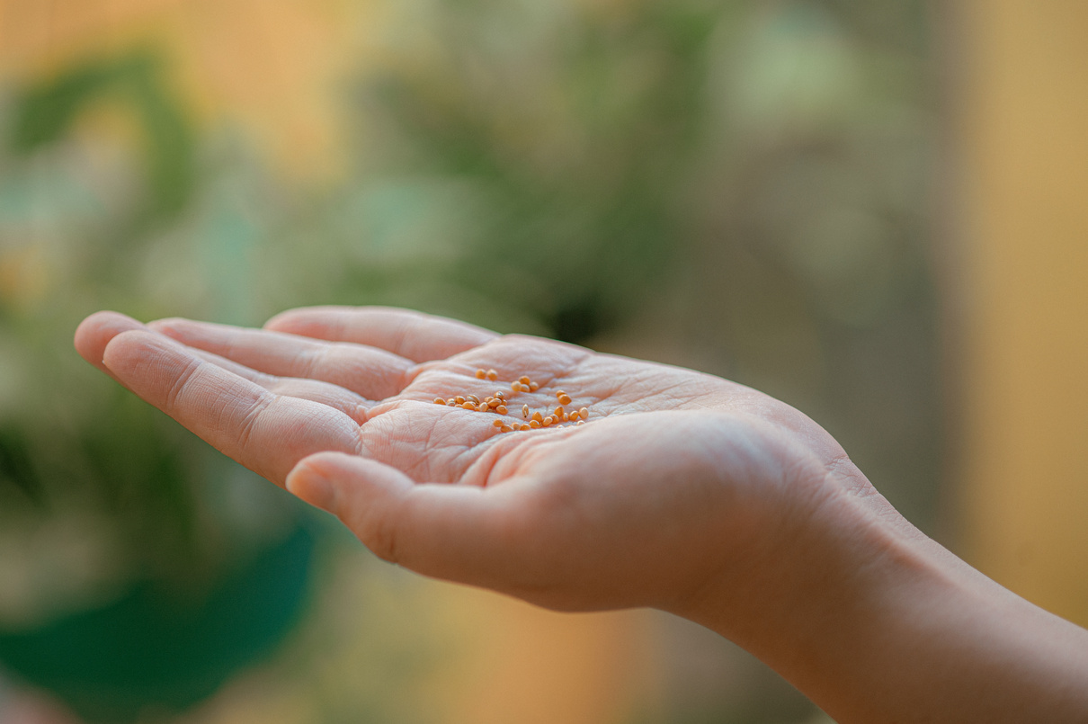 Selective Focus of Person's Hand with Bird's Feed